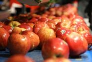 آذربایجان‌غربی آماده صادرات سیب به ویتنام شد