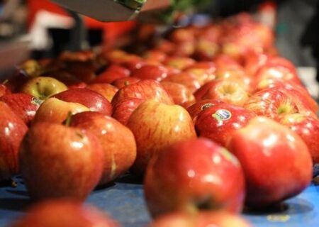 آذربایجان‌غربی آماده صادرات سیب به ویتنام شد