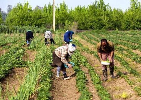 کشاورزان مبارزه با جوندگان را جدی بگیرند