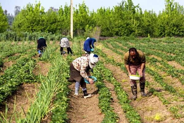 کشاورزان مبارزه با جوندگان را جدی بگیرند
