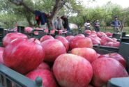 رتبه دوم آذربایجانشرقی با تولید بیش از ۵۰۰هزار تن سیب در کشور