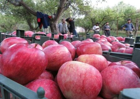 رتبه دوم آذربایجان‌شرقی با تولید بیش از ۵۰۰هزار تن سیب در کشور