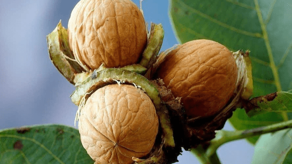 گردوی آذربایجانشرقی با طعم و کیفیت ممتاز راهی بازارهای صادراتی شد