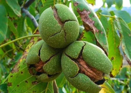 رونق کشاورزی با برگزاری جشنواره ها؛ این بار جشنواره بادام خسروشاه