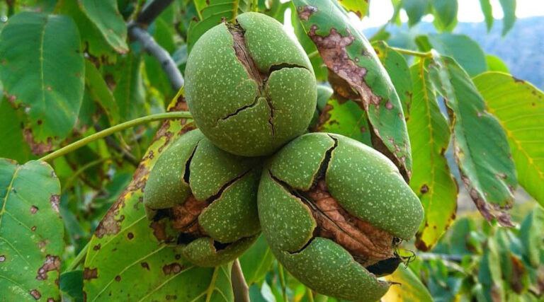 رونق کشاورزی با برگزاری جشنواره ها؛ این بار جشنواره بادام خسروشاه
