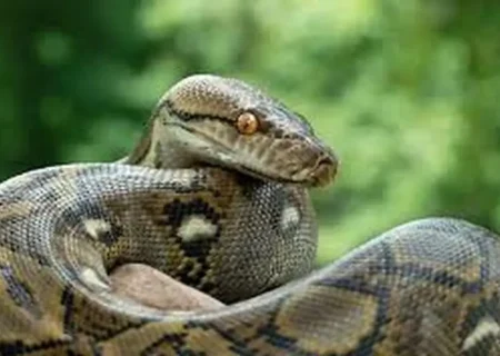 تصاویر دیدنی از پوست‌اندازی یک مار عظیم‌الجثه/ فیلم