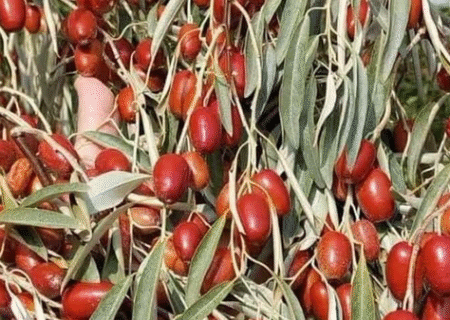 رشد ۳۳ درصدی سهم استان آذربایجان شرقی در تولید سنجد کشور