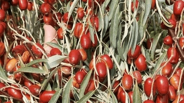 رشد ۳۳ درصدی سهم استان آذربایجان شرقی در تولید سنجد کشور