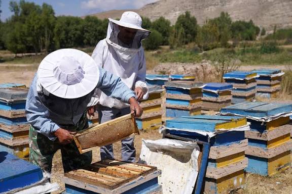 پایان سرشماری زنبورستان های تبریز