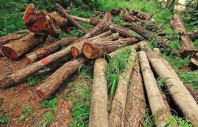 دستگیری عوامل قطع غیرقانونی درختان گز در تالاب قره‌قشلاق