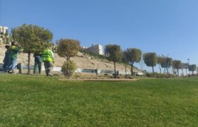 عملیات هرس و فرم‌دهی درختان نارون در محور تبادل امام علی (ع) آغاز شد