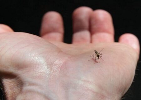 گسترش فعالیت پشه آئدس با بارش‌های پاییزی / هشدار گسترش تب دنگی در مناطق شمالی و جنوبی