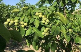 چه زمانی و با چه کودی به گردو جان دوباره بدهیم؟