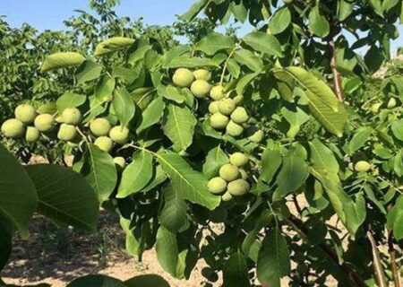 چه زمانی و با چه کودی به گردو جان دوباره بدهیم؟