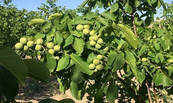 چه زمانی و با چه کودی به گردو جان دوباره بدهیم؟