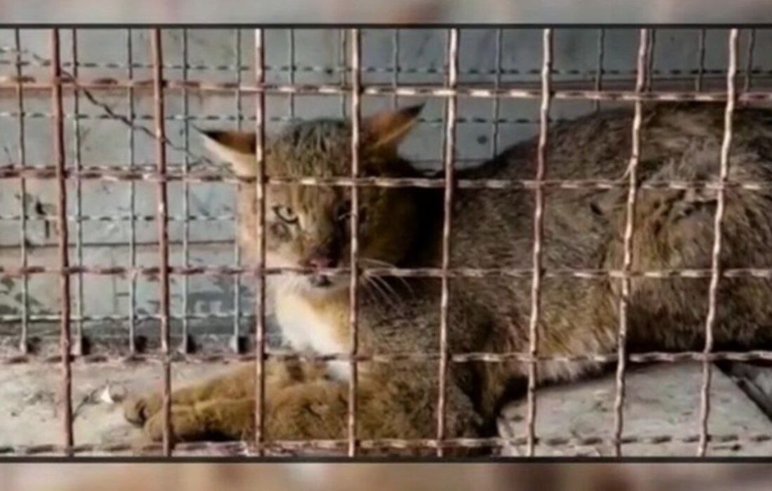 زنده‌گیری یک قلاده گربه جنگلی در باغات محدوده  شهر اهر