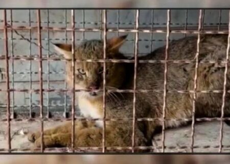 زنده‌گیری یک قلاده گربه جنگلی در باغات محدوده  شهر اهر