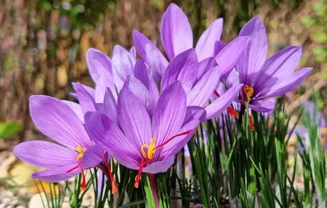 برداشت ۱.۹ تن زعفران از مزارع شهرستان مرند