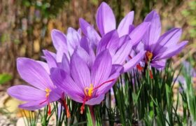 برداشت ۱.۹ تن زعفران از مزارع شهرستان مرند