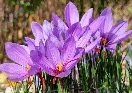 برداشت ۱.۹ تن زعفران از مزارع شهرستان مرند