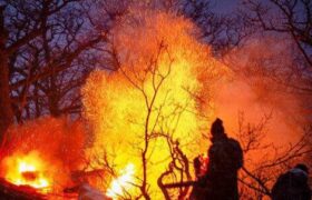 وقتی جنگل می‌سوزد، فقط درخت نمی‌سوزد!