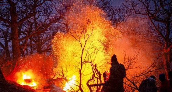 وقتی جنگل می‌سوزد، فقط درخت نمی‌سوزد!