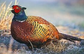 سرشماری پاییزه قرقاول قفقازی در قره‌داغ انجام شد/ پایداری جمعیت این گونه کمیاب