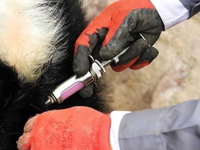 آغاز واکسیناسیون دام‌های سبک و سنگین در اسکو