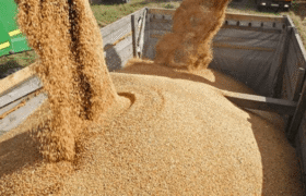 کشف انبار احتکار ۱۵۰۰ تن نهاده‌ دامی قاچاق در عجب‌شیر