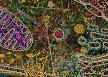 عکسی واقعی و خیره‌کننده از داخل یک سلول زنده انسانی!