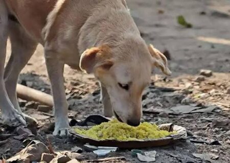 آیا غذا دادن به حیوانات ولگرد به نفع آنهاست؟