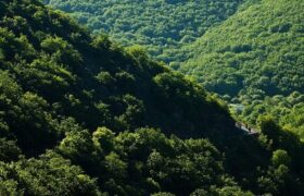 ضرورت مهار جست‌زایی در جنگل‌های قاراداغ