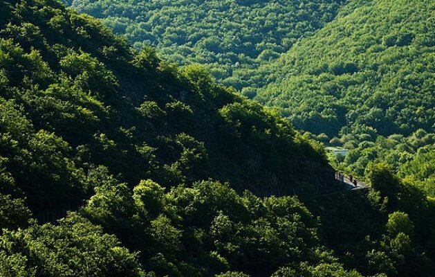 ضرورت مهار جست‌زایی در جنگل‌های قاراداغ