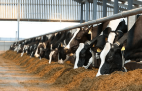 آذربایجان شرقی بیش از ۷ میلیون واحد دامی دارد