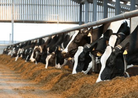 آذربایجان شرقی بیش از ۷ میلیون واحد دامی دارد