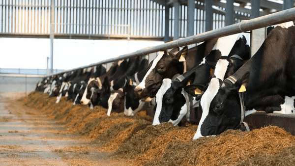 آذربایجان شرقی بیش از ۷ میلیون واحد دامی دارد