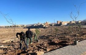 تداوم غرس نهال در پارک ستارخان