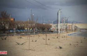 کاشت ۵هزار مترمربع فضای سبز در محوطه ساختمان معاونت فنی و عمرانی