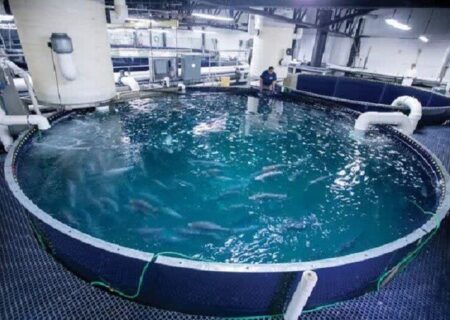 رشد ۲۰ درصدی تولید ماهی قزل‌آلا در آذربایجان شرقی؛ جهش آبزی‌پروری و اشتغال‌زایی در استان