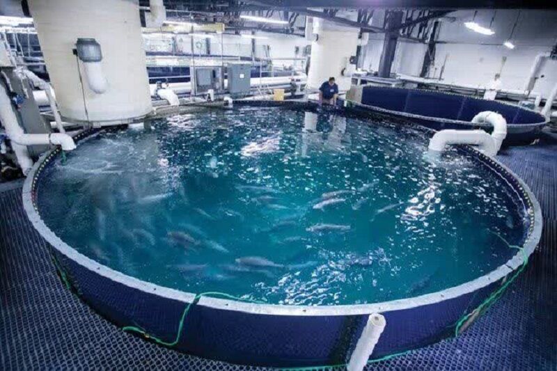 رشد ۲۰ درصدی تولید ماهی قزل‌آلا در آذربایجان شرقی؛ جهش آبزی‌پروری و اشتغال‌زایی در استان