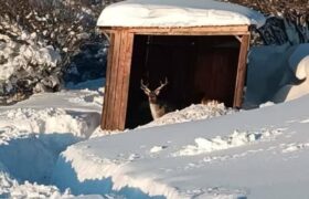 زمستان گوزن‌ها و علوفه‌رسانی محیط‌بانان