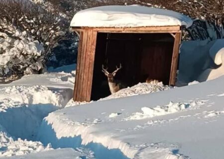 زمستان گوزن‌ها و علوفه‌رسانی محیط‌بانان