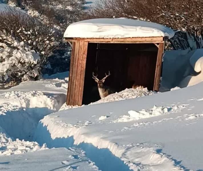 زمستان گوزن‌ها و علوفه‌رسانی محیط‌بانان