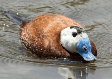 ۴۰ درصد از تالاب حسنلو احیا شد
