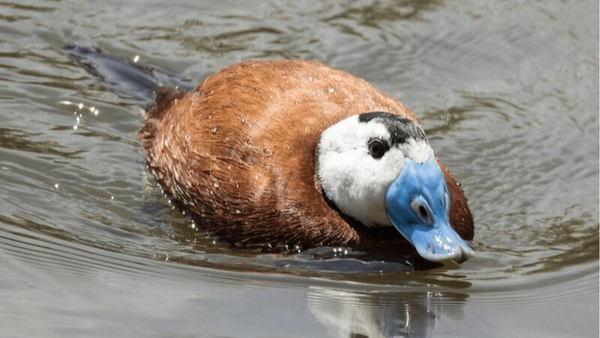 ۴۰ درصد از تالاب حسنلو احیا شد