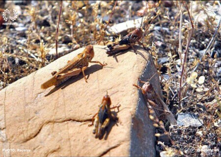 هشدار احتمال ورود ملخ صحرایی به کشور در اواخر زمستان