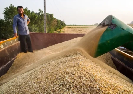 ۲۶ تن گندم قاچاق در هشترود کشف شد