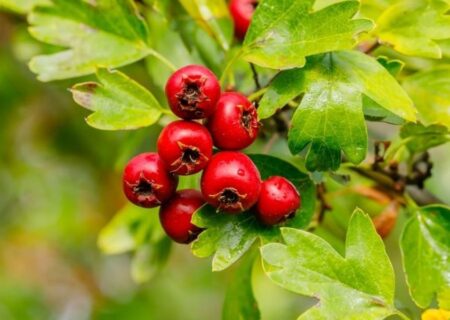 زالزالک؛ میوه‌ای با چند خاصیت