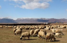 دشت یکانات مرند؛ از تنش آبی مزمن تا الگوی مدیریت پایدار آب