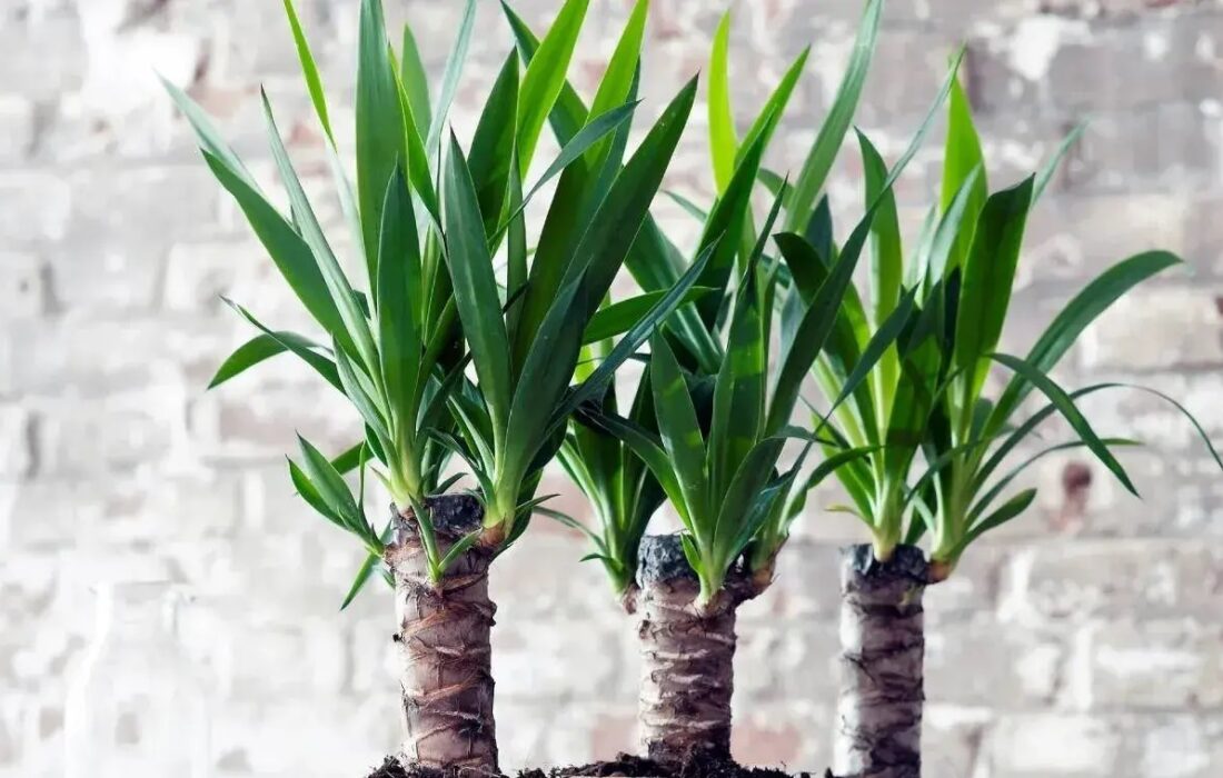 چگونه از گل یوکا در منزل نگهداری کنیم؟
